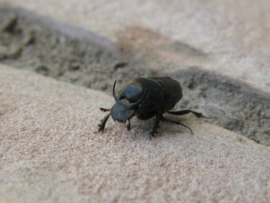 Onthophagus taurus...?